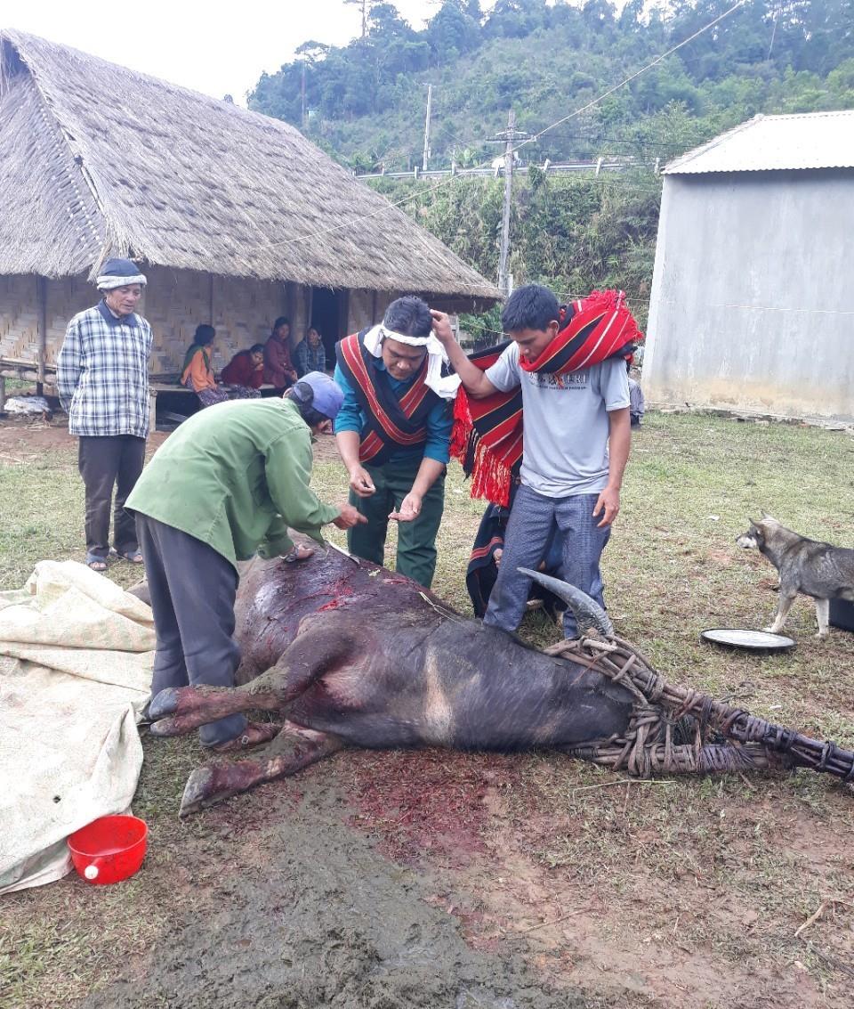 Tái nghèo vì... đâm trâu